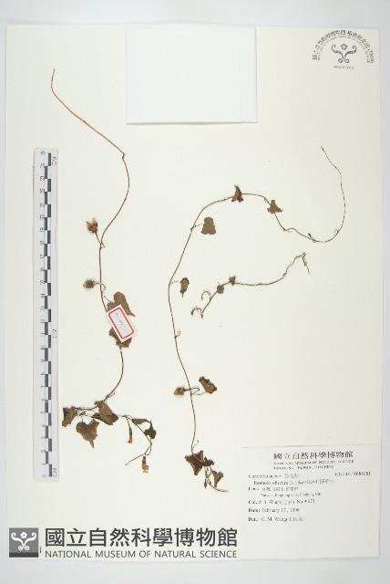 野牽牛藏品圖，第1張