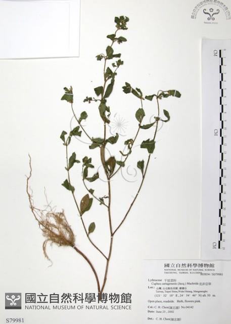 克非亞草藏品圖，第1張