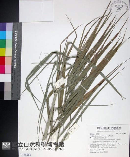 台灣海棗藏品圖，第1張