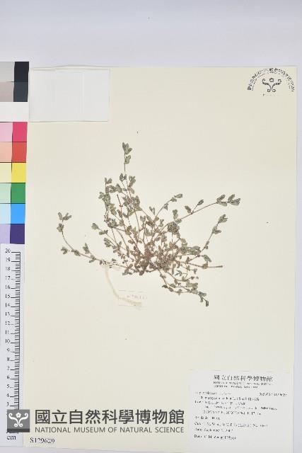 斑地錦藏品圖，第1張