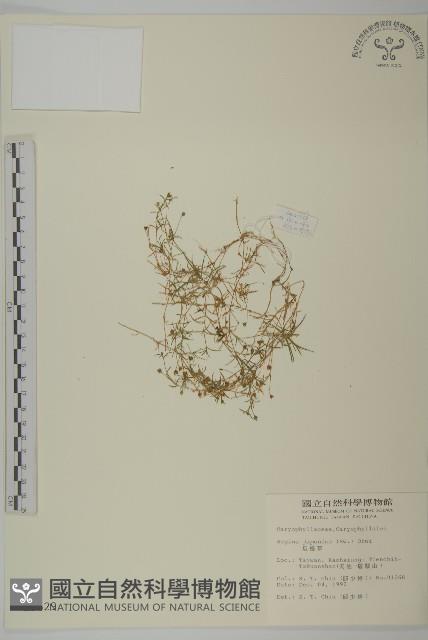 瓜槌草、漆姑草藏品圖，第1張