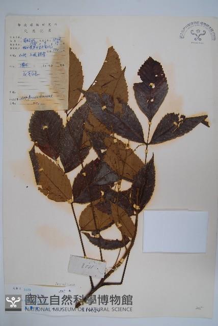 鹽膚木藏品圖，第1張