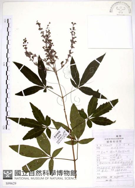 黃荊藏品圖，第1張