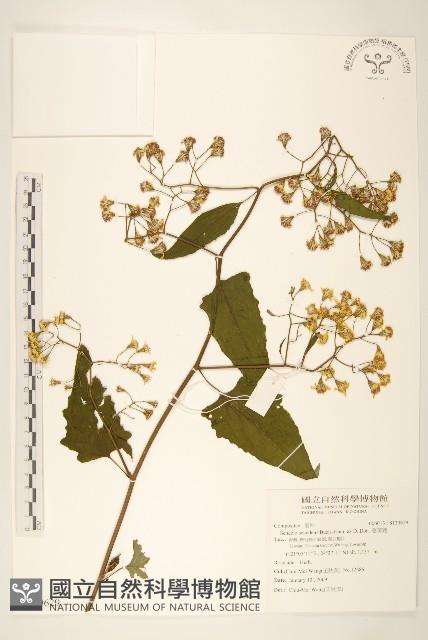 蔓黃菀藏品圖，第1張