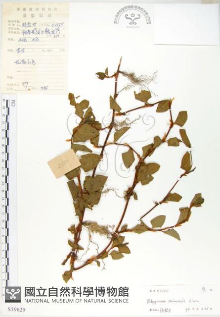 Accession Number:S039629 Collection Image