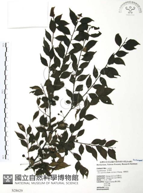 燈稱花、烏雞骨藏品圖，第1張