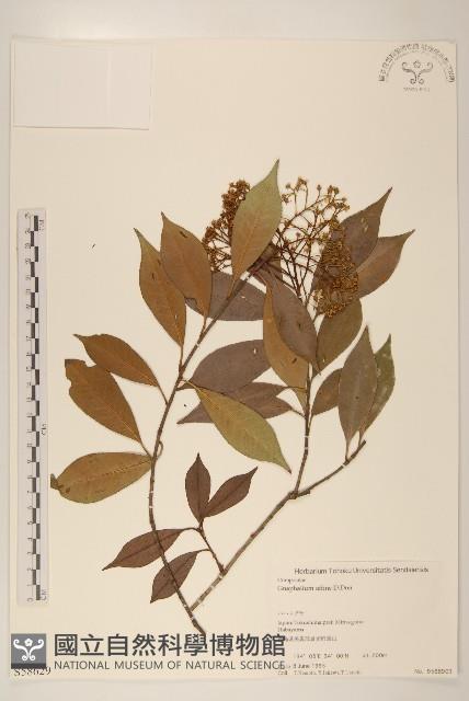 鼠麴草藏品圖，第1張