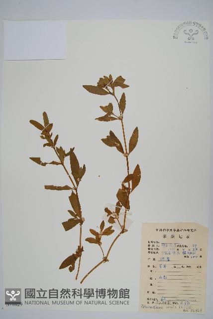 蓮子草藏品圖，第1張