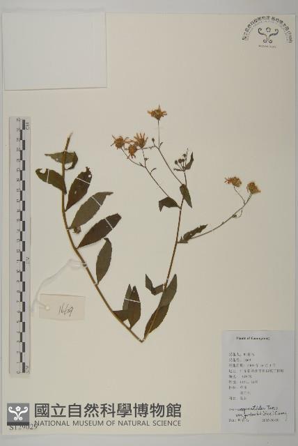 三脈紫菀狹葉變種藏品圖，第1張