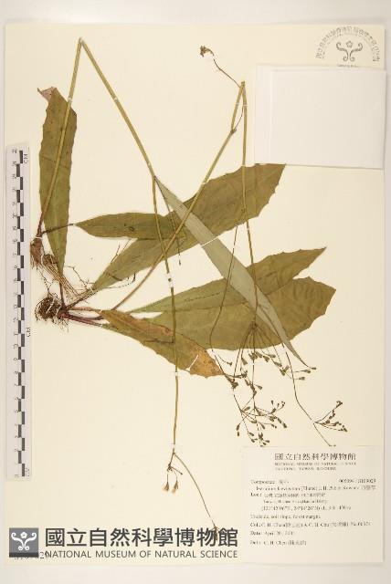 刀傷草藏品圖，第1張