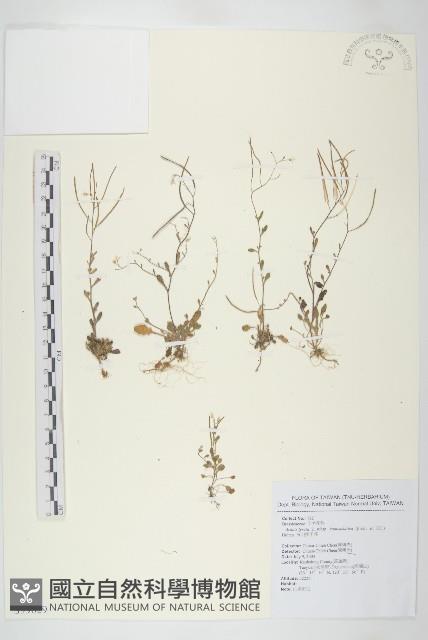 玉山筷子芥藏品圖，第1張