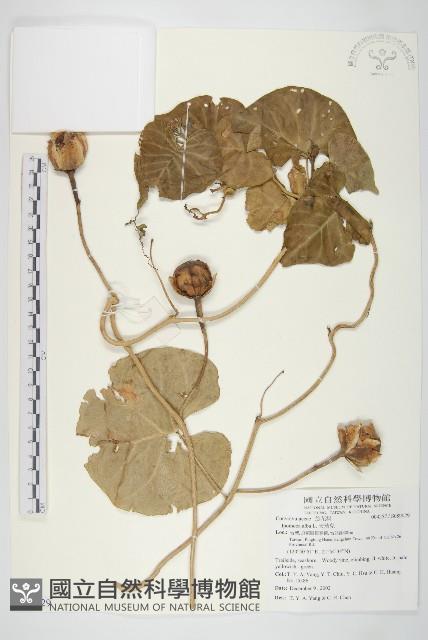 天茄兒藏品圖，第1張