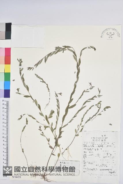 蜜柑草藏品圖，第1張