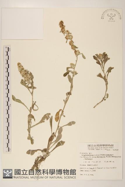 匙葉鼠麴草藏品圖，第1張