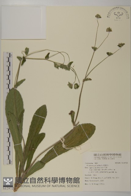 燈豎朽藏品圖，第1張