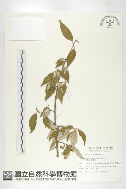 鄧氏胡頹子藏品圖，第1張