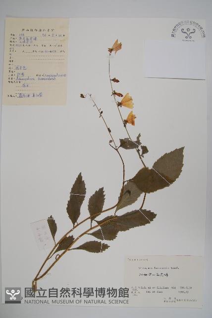 湖南沙參、寬裂沙參藏品圖，第1張