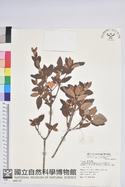 紅毛杜鵑藏品圖，第1張