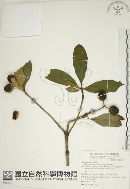 蘭嶼海桐藏品圖，第1張