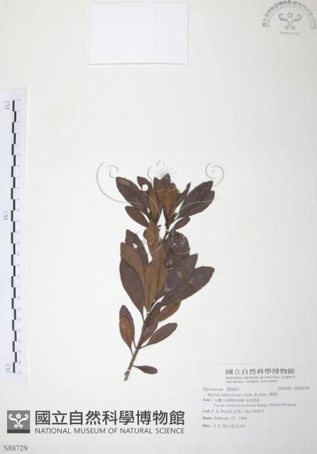 楊梅藏品圖，第1張