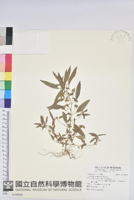 鐵莧菜藏品圖，第1張