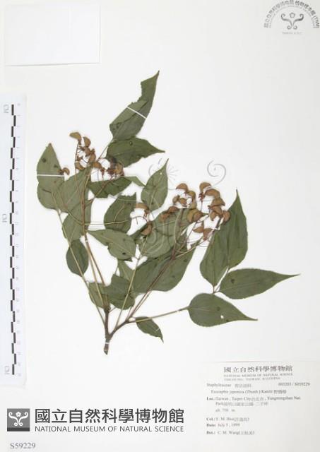 野鴉椿藏品圖，第1張