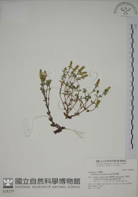 黃斑龍膽藏品圖，第1張