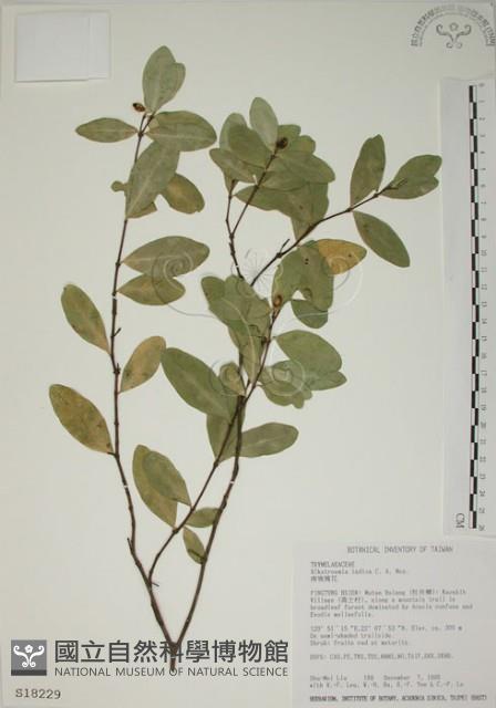 南嶺蕘花藏品圖，第1張