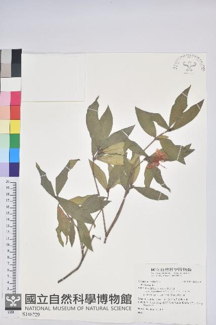 登錄號:S148229藏品圖，第1張