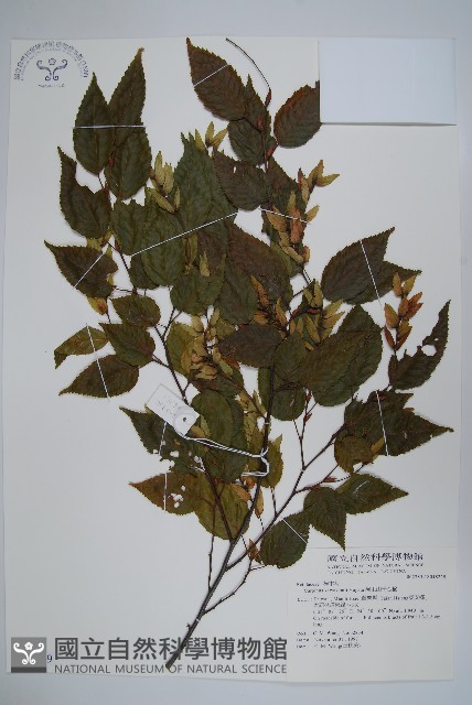 阿里山千金榆藏品圖，第1張