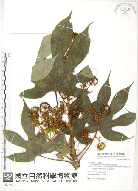 臺灣八角金盤藏品圖，第1張