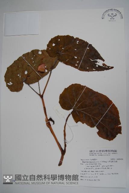 出雲山秋海棠藏品圖，第1張