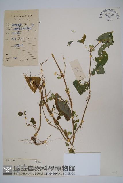 華九頭獅子草藏品圖，第1張