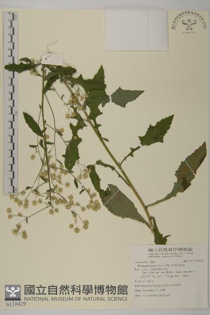 裂葉艾納香藏品圖，第1張