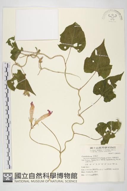 銳葉牽牛藏品圖，第1張