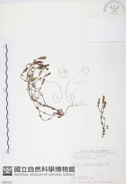 玉山龍膽藏品圖，第1張