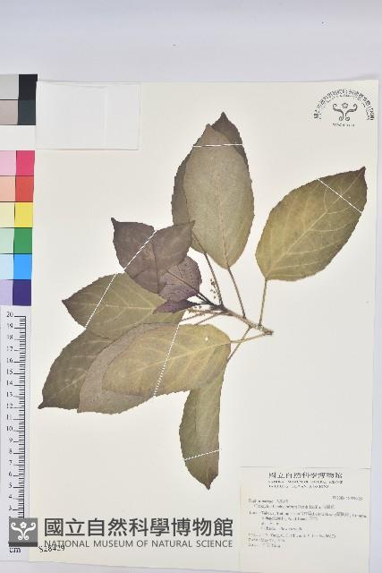 假鐵莧藏品圖，第1張