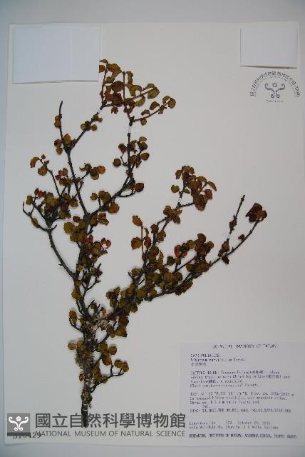 小葉莢迷藏品圖，第1張