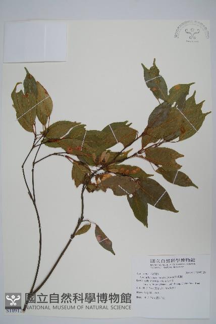 樟葉槭, 飛蛾子樹藏品圖，第1張