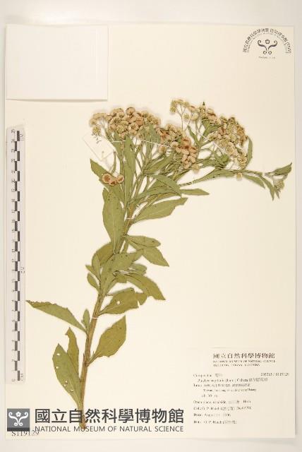 翼莖闊苞菊藏品圖，第1張