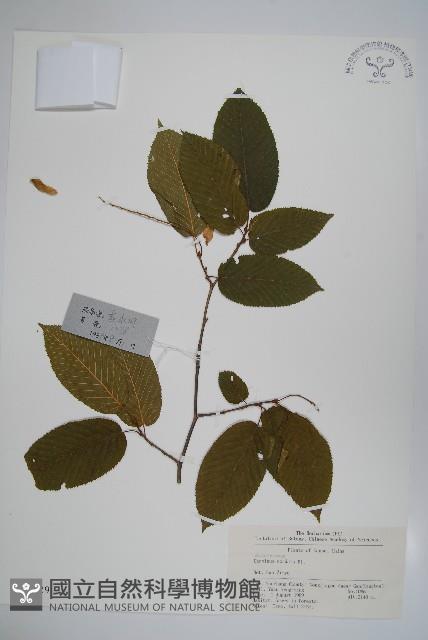 千金榆藏品圖，第1張