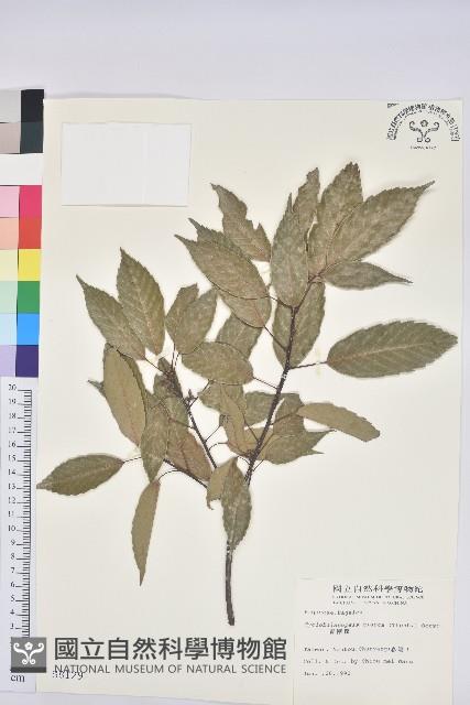 青剛櫟、鐵椆藏品圖，第1張