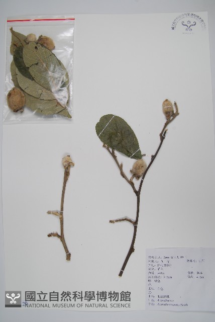 毛花楊桃藏品圖，第1張