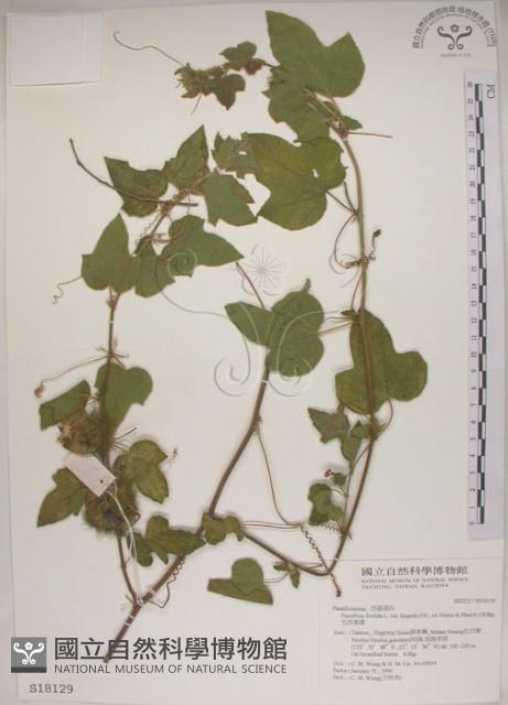 台南毛西番蓮藏品圖，第1張