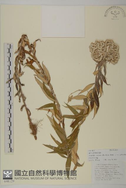 旋葉香青薄葉變種藏品圖，第1張