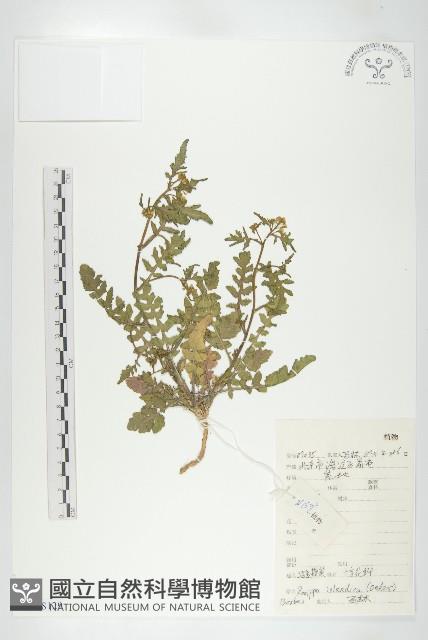 鳳花菜藏品圖，第1張