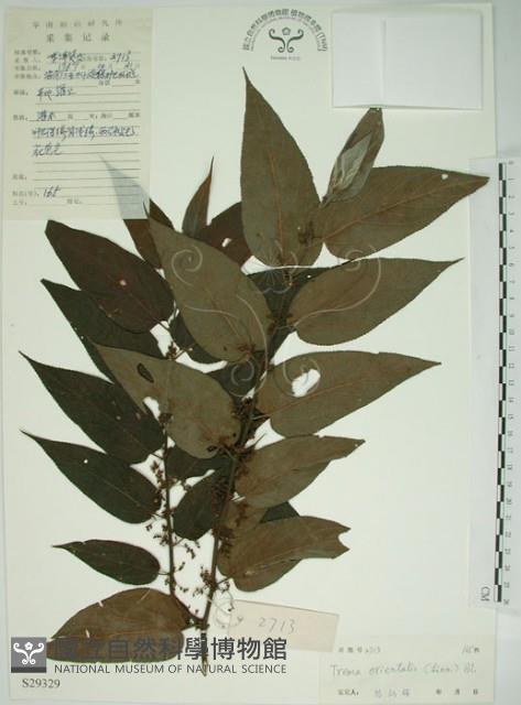 山黃麻藏品圖，第1張