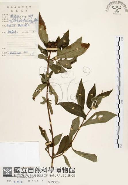 毛玉葉金花藏品圖，第1張