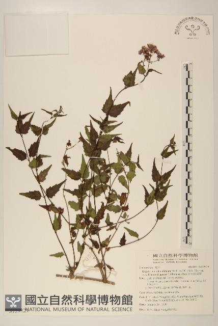 高士佛澤蘭藏品圖，第1張