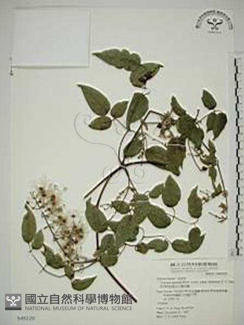 Accession Number:S049329 Collection Image, Figure 1, Total 2 Figures